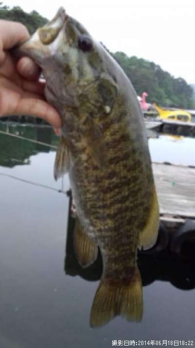 ���⡼��ޥ����Х�