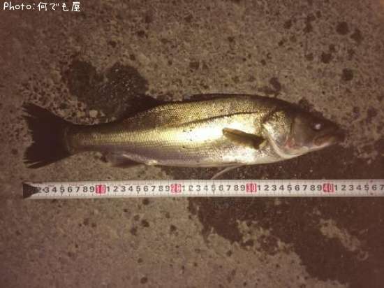 �����Х�