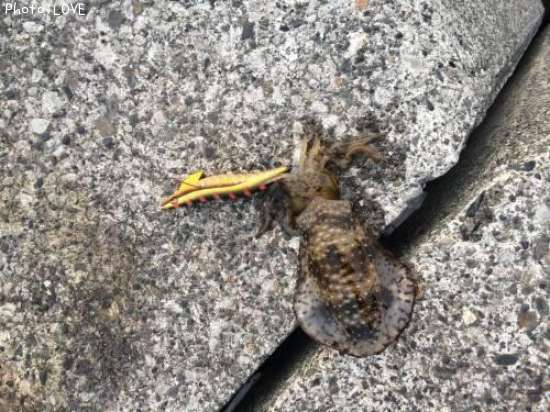 �����ꥤ��