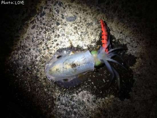 �����ꥤ��