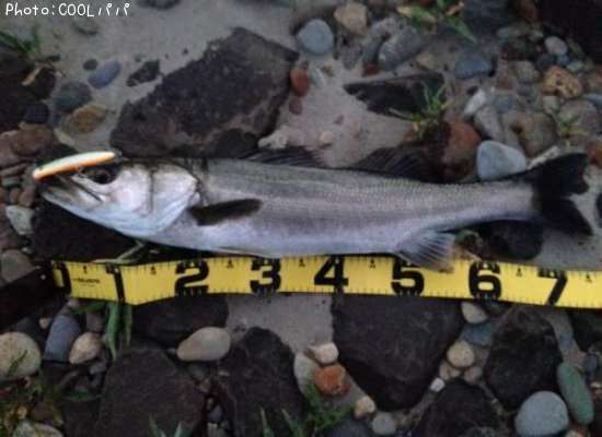 �����Х�