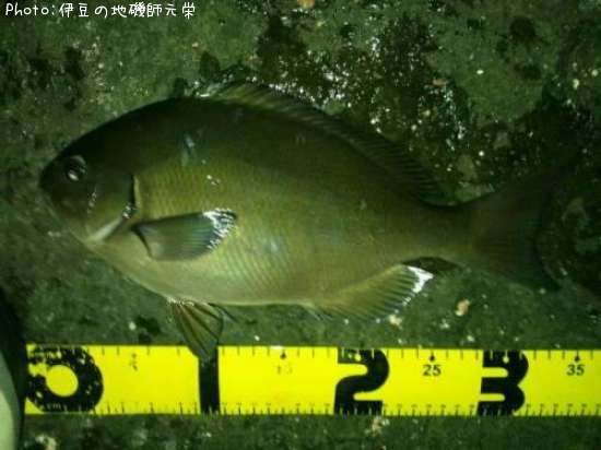 ��Ĺ�᥸��