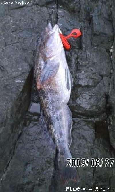 �����ʥ�