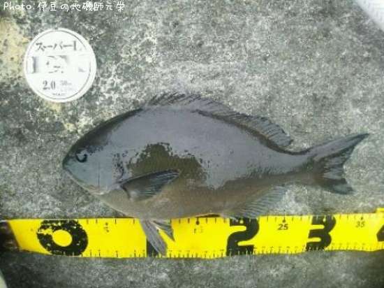 ��Ĺ�᥸��