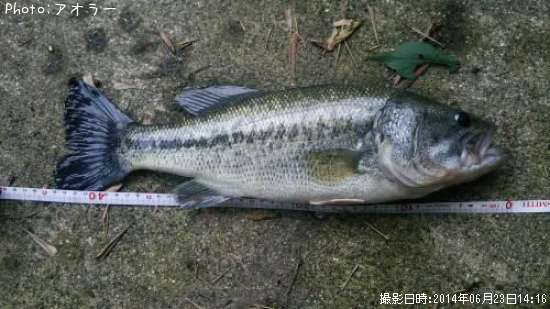 �֥�å��Х�