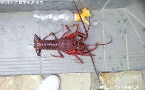 ������Ϸ