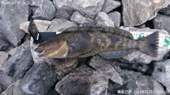 �����ʥ�