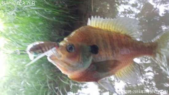 �֥롼����