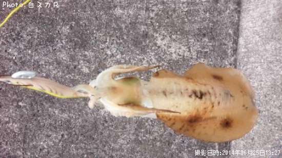 �����ꥤ��