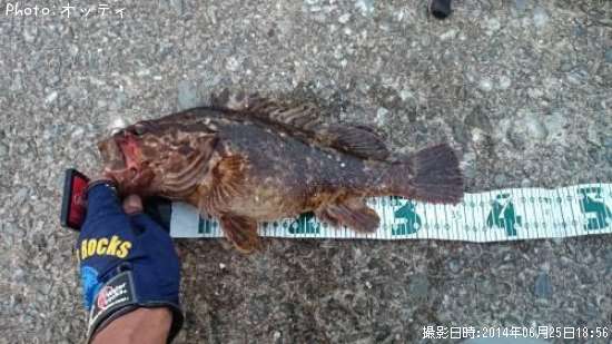 �٥å�������