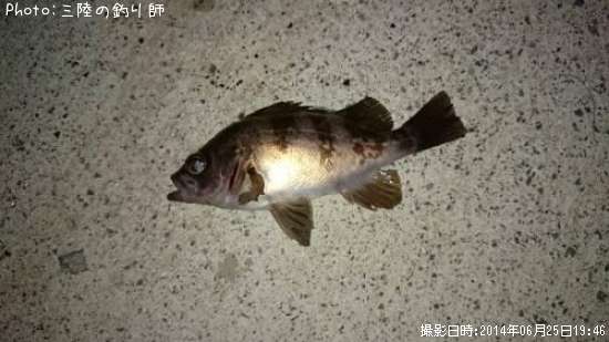 ��Х�