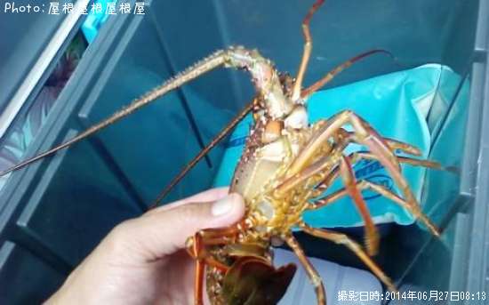 ������Ϸ