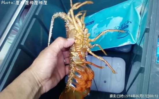 ������Ϸ