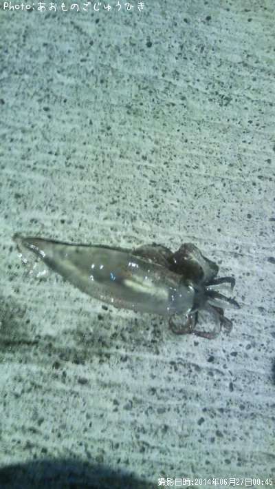 ����ᥤ��