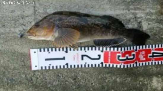 �����ʥ�