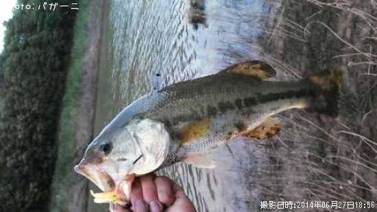 �֥�å��Х�