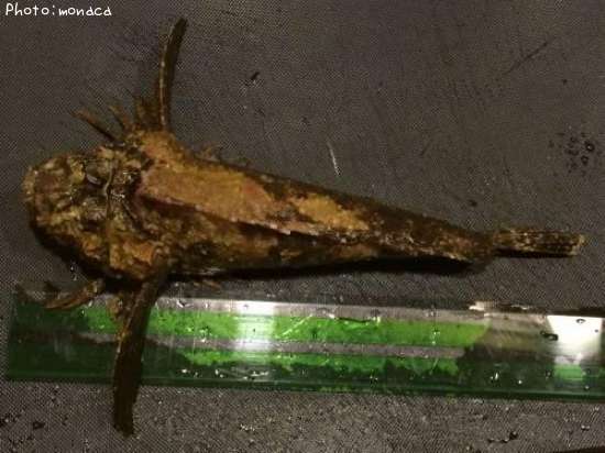 ���˥�����