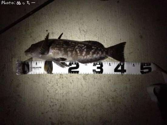 �����ʥ�