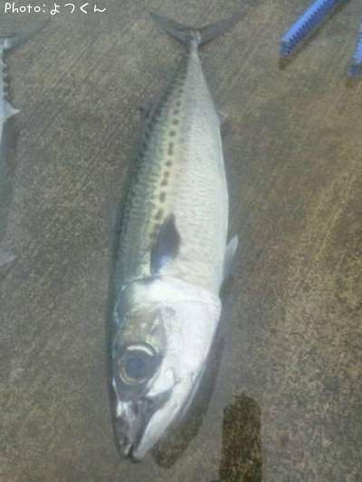 ���ޥ���