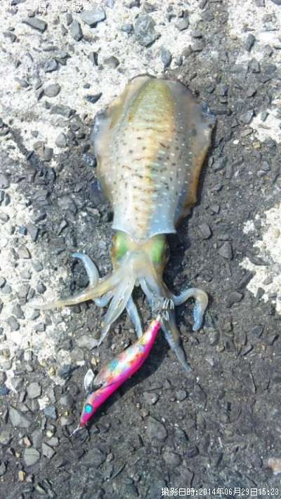 �����ꥤ��