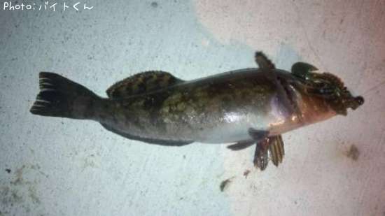 �����ʥ�