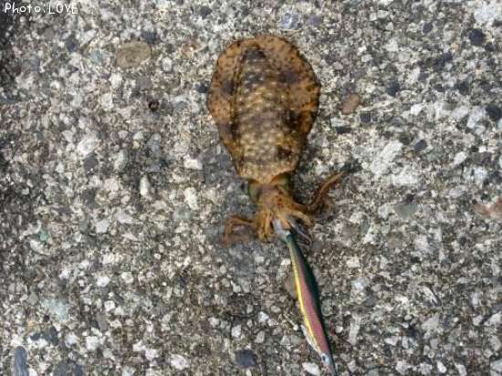 �����ꥤ��