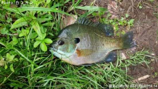 �֥롼����