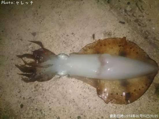 �����ꥤ��