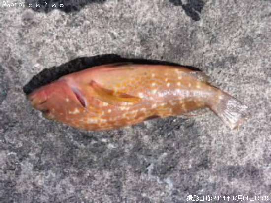 �����ϥ�