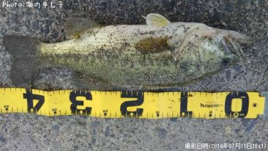 �֥�å��Х�