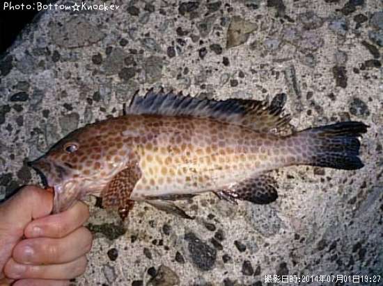 �������ϥ�