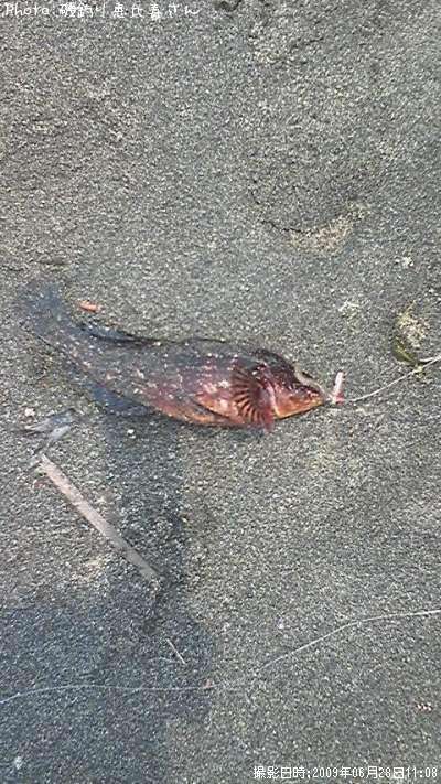 �����ʥ�