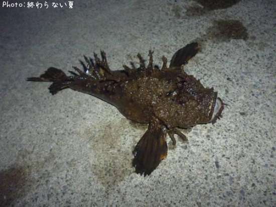 ���˥�����