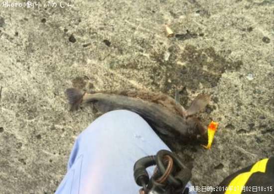 �����ʥ�