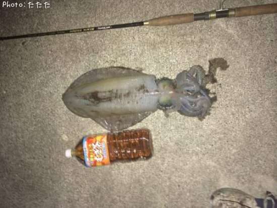 �����ꥤ��