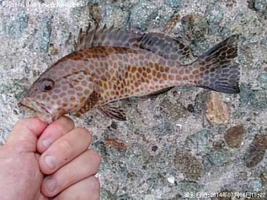 �������ϥ�