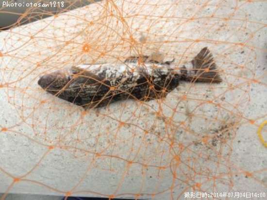 �����ʥ�