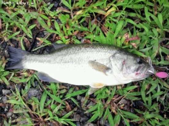 �֥�å��Х�