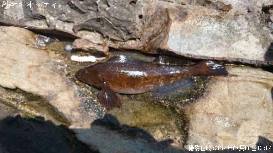 �����ʥ�