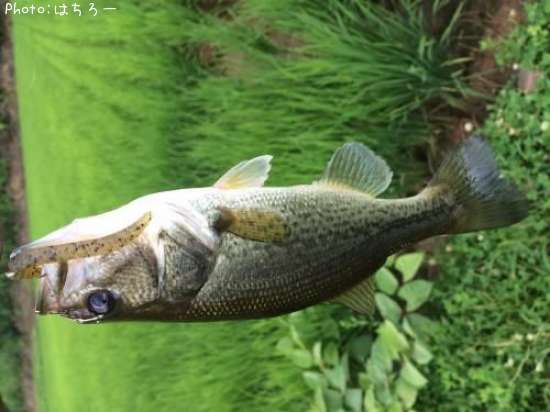 �֥�å��Х�