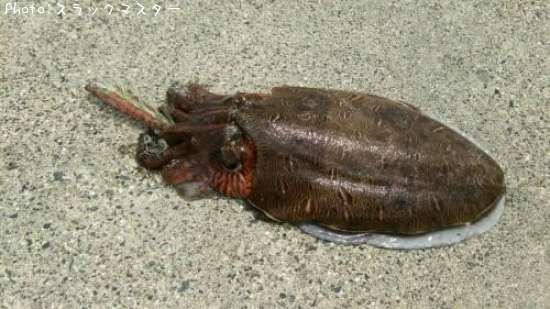 ���ߥ���