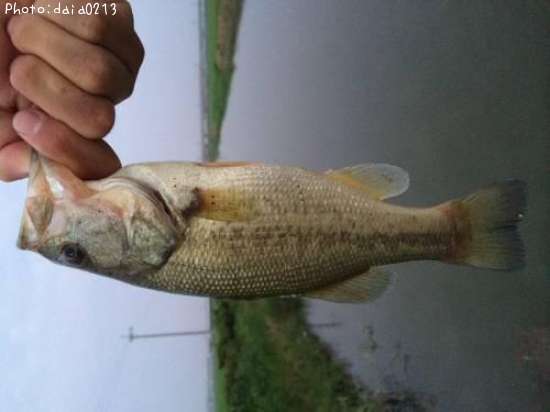 �֥�å��Х�