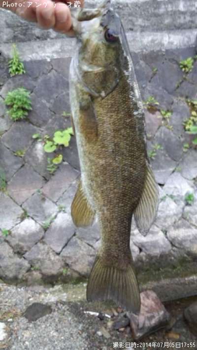 ���⡼��ޥ����Х�