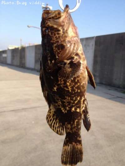 �����Υ���Х�