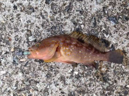 �����ϥ�