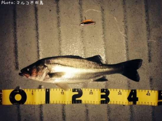 �����Х�