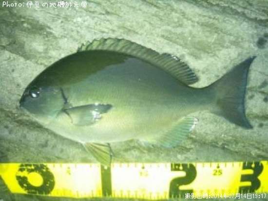 ��Ĺ�᥸��