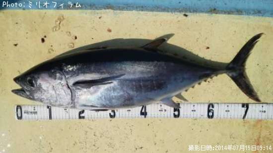 �᥸�ޥ���