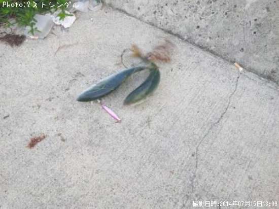 �����å�