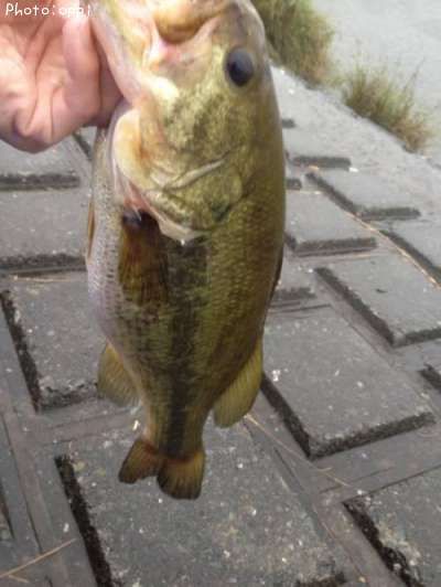 �֥�å��Х�